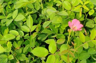 山东济南： 年宵花节促产业交流