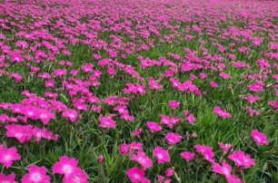 欧石竹适合什么季节种植