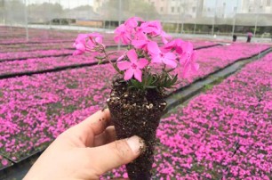 芝樱种植基地：生态习性及种植方法