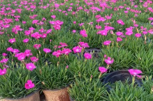 如何挽救濒临旱死的花？
