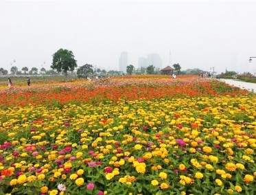 百日草花海