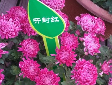 开封红菊花