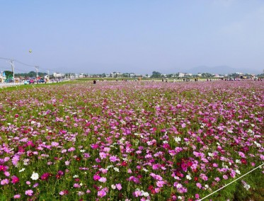 波斯菊花海