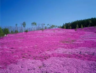 芝樱花海