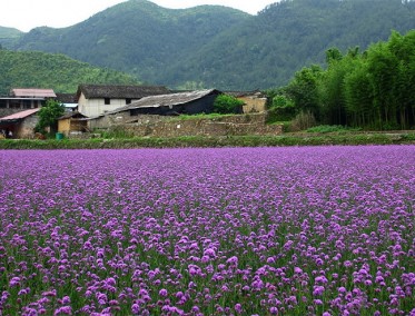 马鞭草花海案例