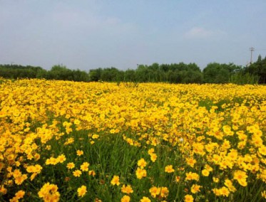 金鸡菊花海