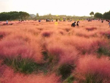 粉黛乱子草花海