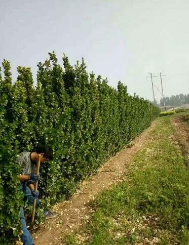 北海道发货刨苗现场