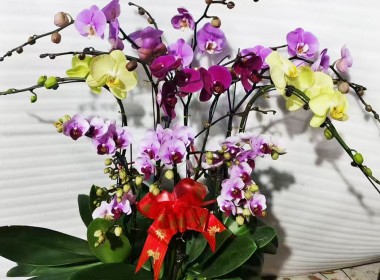 蝴蝶兰
