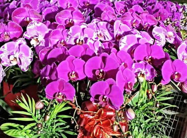 蝴蝶兰
