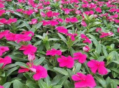 天天开（四季梅）