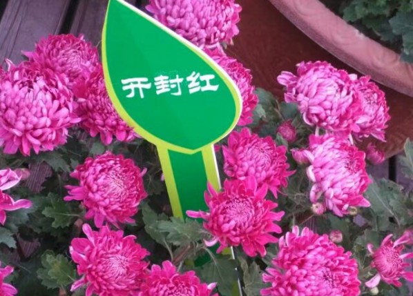 开封红菊花