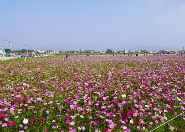 波斯菊花海