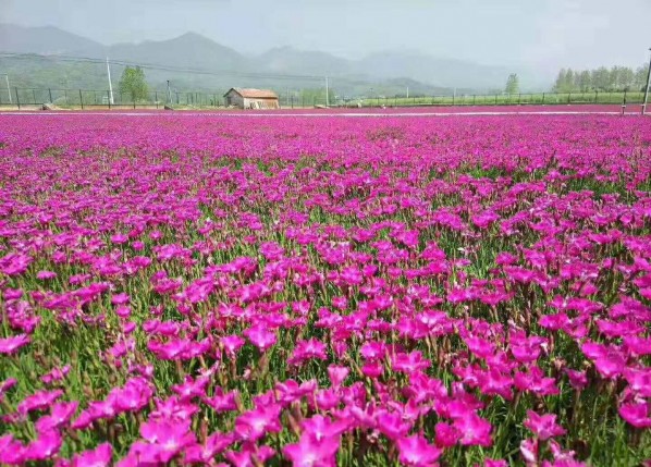 欧石竹花海