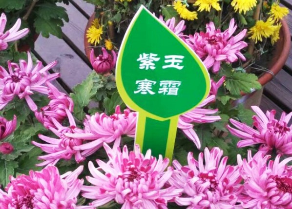 紫玉寒霜菊花