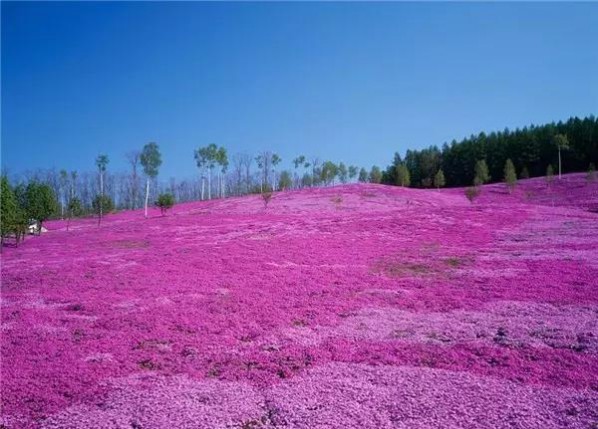 芝樱花海