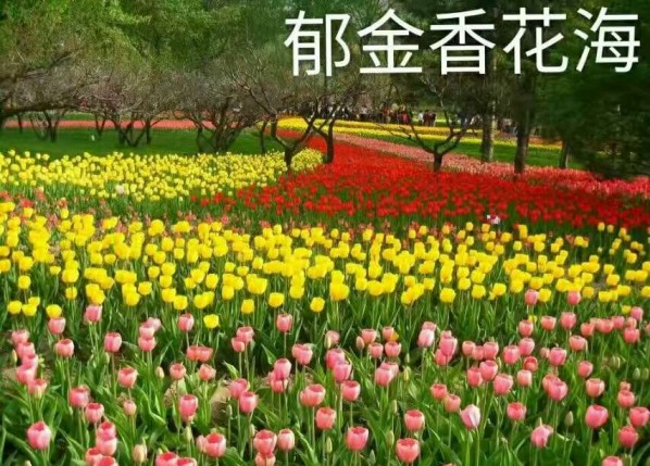 郁金香花海