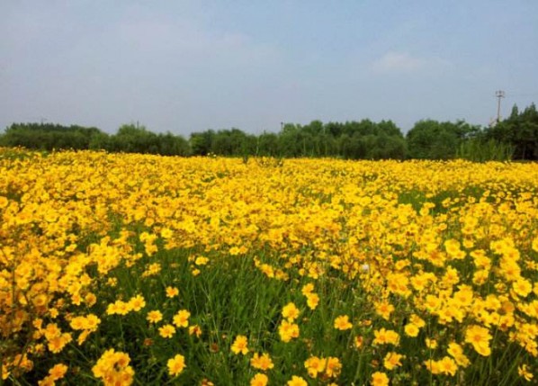 金鸡菊花海