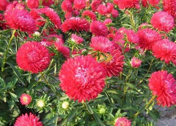 翠菊
