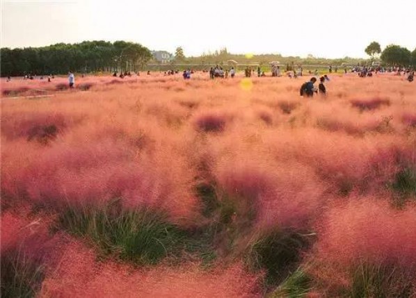 粉黛乱子草花海