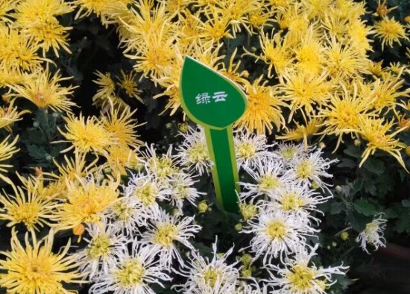 绿云菊花