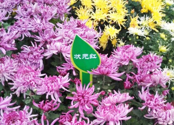 状元红菊花