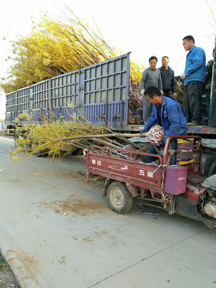 四个的黄金槐