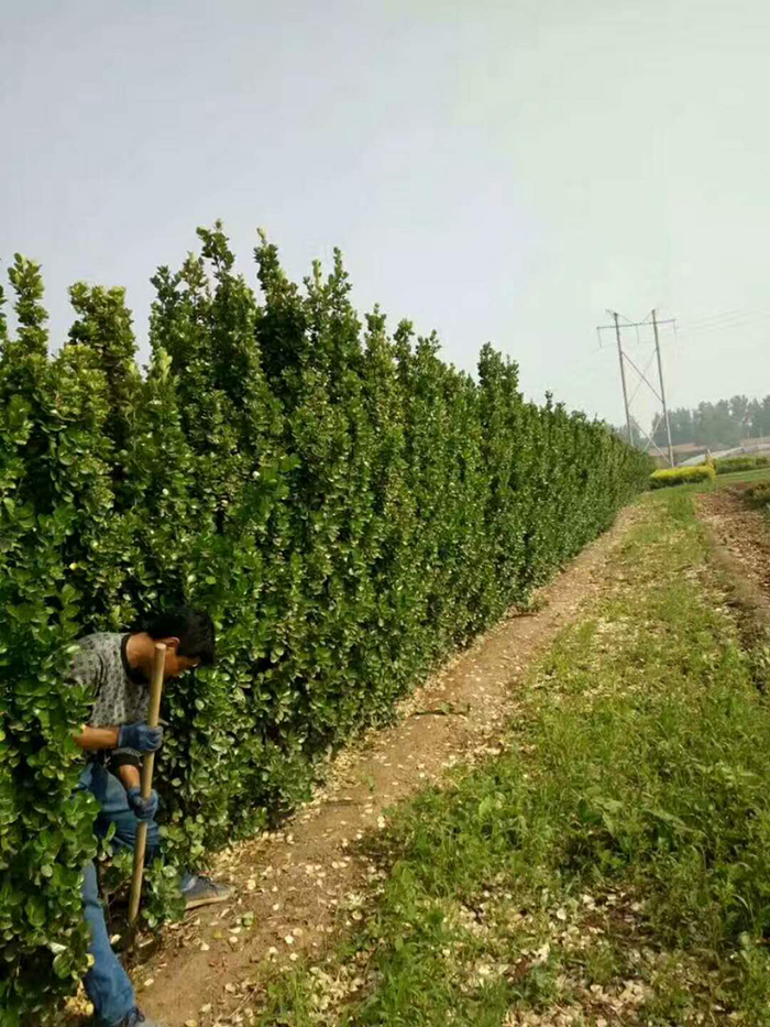 北海道发货刨苗现场