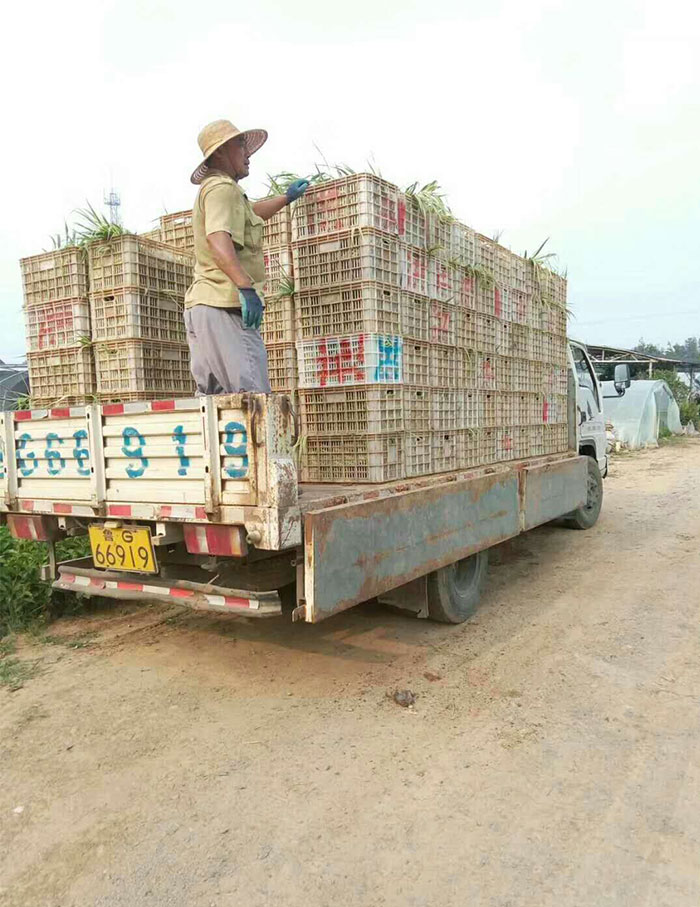 发往青岛黄岛海边的花叶芦竹